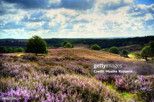 paarse heide posbank veluwe - posbank stockfoto's en -beelden