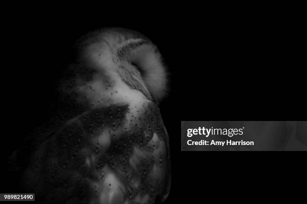 barn owl - astronomy bird stock pictures, royalty-free photos & images