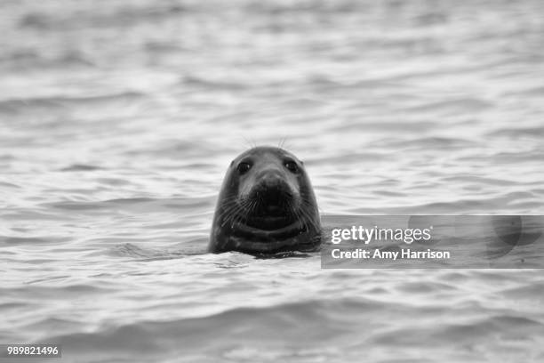grey seal at horsey gap - horsey stock pictures, royalty-free photos & images
