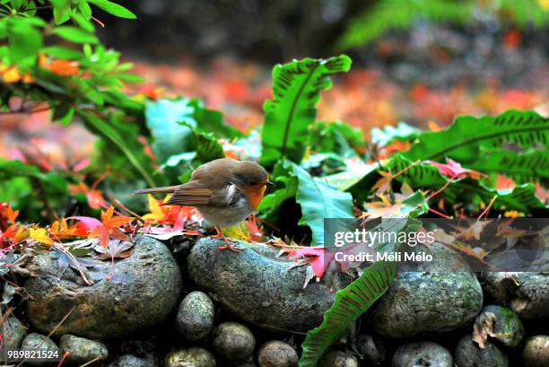 2,162 Oiseau Stock Photos, High-Res Pictures, and Images - Getty
