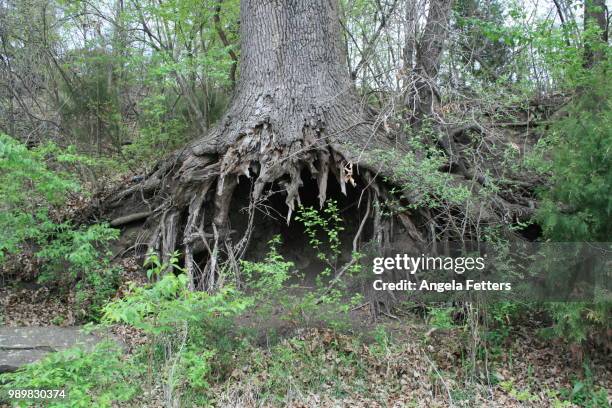 Tree Roots Under The Ground Photos and Premium High Res Pictures ...