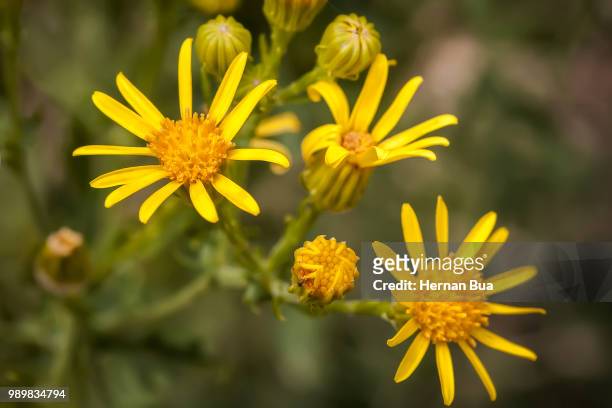 ragwort - ragwort stock pictures, royalty-free photos & images