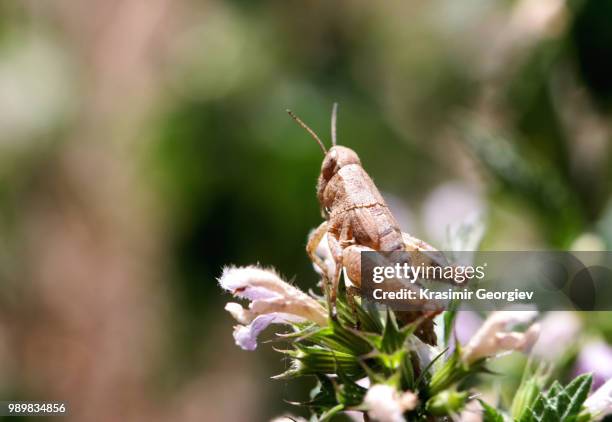 grasshopper - krasimir georgiev stock-fotos und bilder