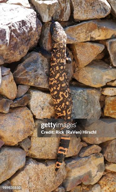 gila monster (heloderma suspectum) - schuppenkriechtiere stock-fotos und bilder