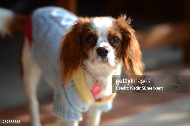 cavalier king charles - cavalier stock-fotos und bilder