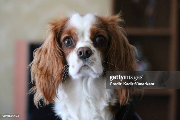 cavalier king charles - cavalier stock-fotos und bilder