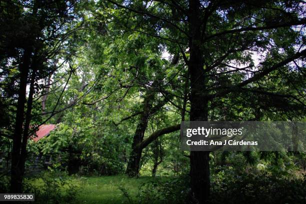 la casa en el bosque - en casa stock pictures, royalty-free photos & images