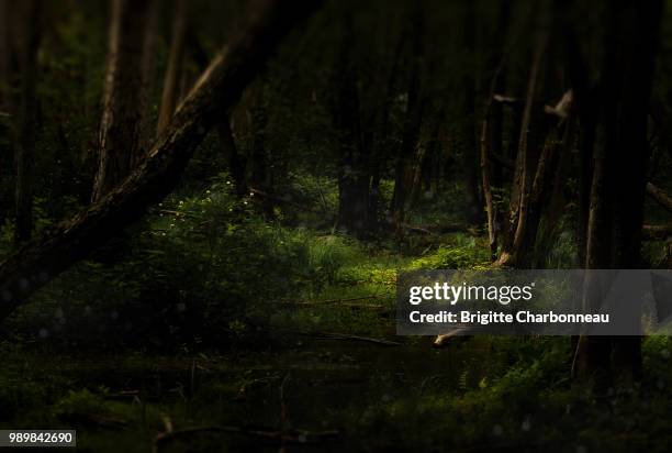 entre chien et loup - loup chien stock pictures, royalty-free photos & images