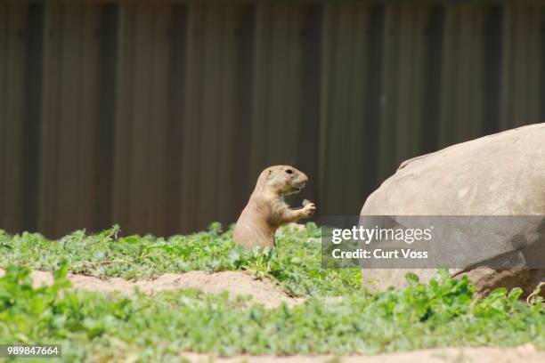 prairie dog - prairie dog - fotografias e filmes do acervo