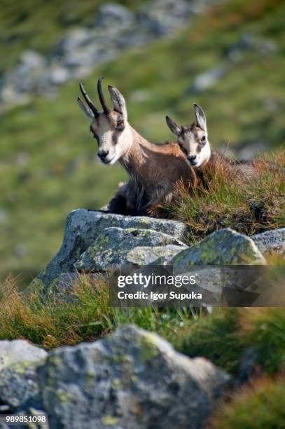 slovakia - igor supuka 94 - artiodactyla imagens e fotografias de stock