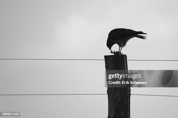 chimango caracara - chimango caracara stock pictures, royalty-free photos & images