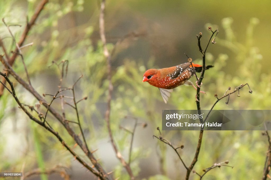 Red Munia