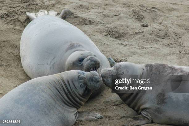 hello ladies - northern elephant seal stock pictures, royalty-free photos & images