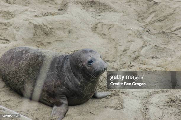 weanling - northern elephant seal stock pictures, royalty-free photos & images