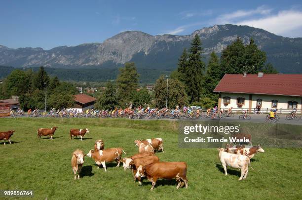 Tour Of Germany, Stage 4Illustration Illustratie, Peleton Peloton, Mountains Montagnes Bergen, Cow Bull Vache Koe, Landscape Paysage Landschapstage 4...