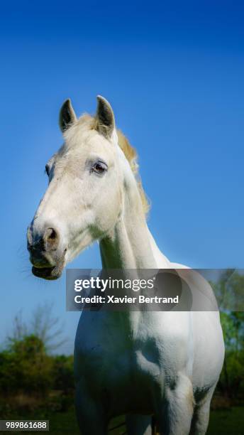 vieux cheval blanc - cheval stock pictures, royalty-free photos & images