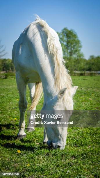 vieux cheval blanc - cheval blanc 個照片及圖片檔