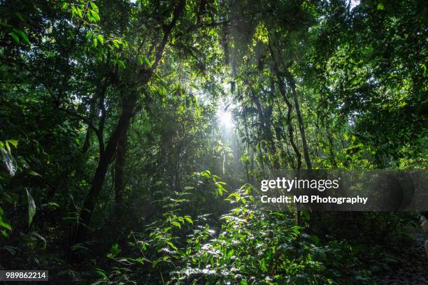 costa rica rainforest - costa rica forest stock pictures, royalty-free photos & images