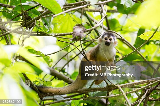 Squirrel Monkey Squirrel Monkey