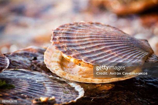 mollusca - mollusk stock pictures, royalty-free photos & images