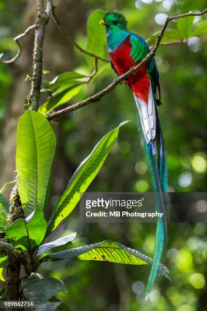 resplendent quetzal - モンテベルデ雲林保護区 ストックフォトと画像