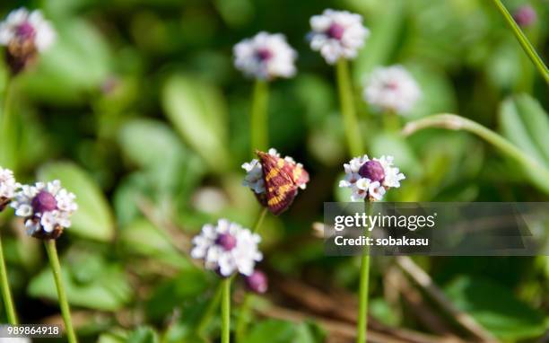 blend in - blend stockfoto's en -beelden