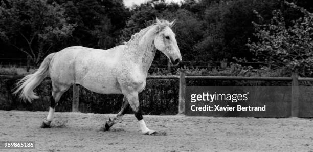 cheval blanc - cheval blanc 個照片及圖片檔