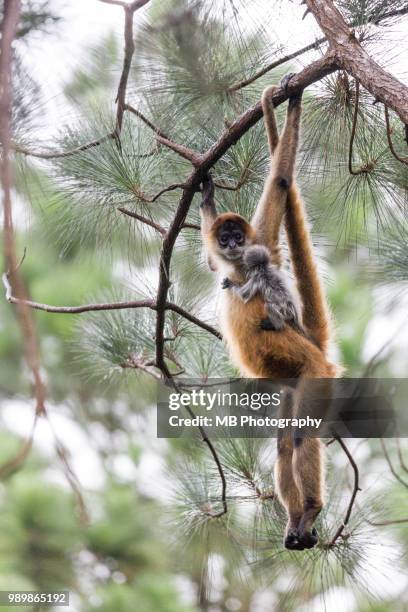 spider monkeys - klammeraffe stock-fotos und bilder