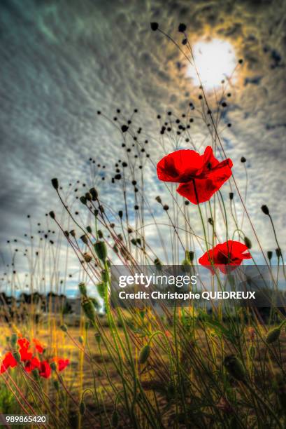 poppies vortex - coquelicot fotografías e imágenes de stock