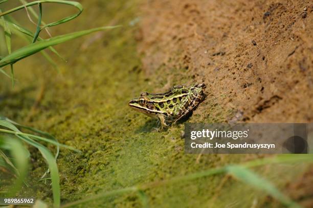 northern leopard frog - leopard frog ストックフォトと画像