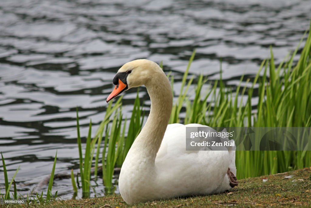 Elegant Mute Swan (Cygnus olor) restsnext to a lake in Ontario, Canada