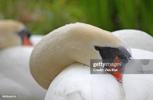 two elegant mute swan (cygnus olor) sleeping near a lake in ontario, canada - tierhals stock-fotos und bilder