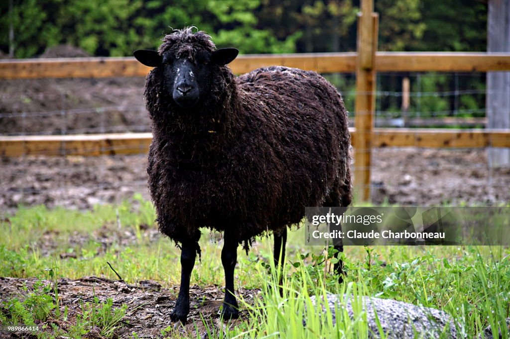 Black Sheep