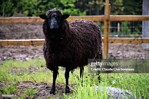 Black Sheep High-Res Stock Photo