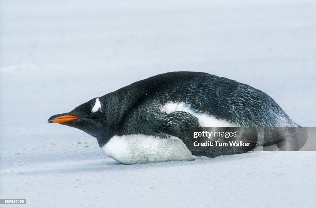 Gentoo Penquin, Antarctica