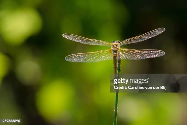 dragonfly - blij stock pictures, royalty-free photos & images