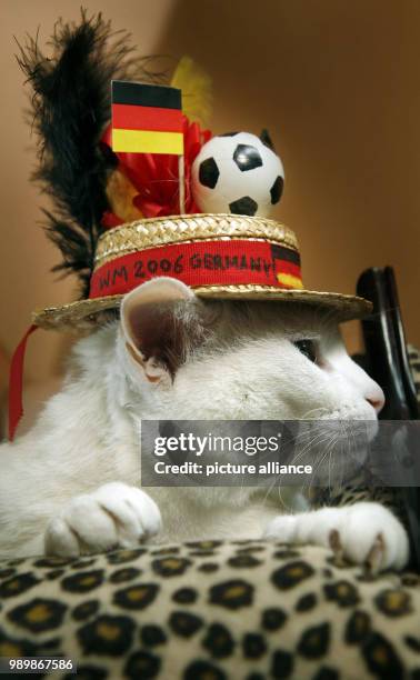 Cat Yaqui, wearing a World Cup hat made by her owner, is watching television in Flörsheim-Bad Weilbach on Thursday, June 28th 2006. The 10 year old...