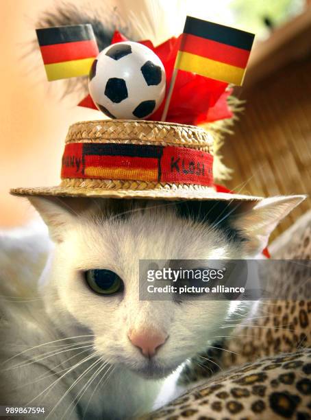 Cat Yaqui, wearing a World Cup hat made by her owner, is watching television in Flörsheim-Bad Weilbach on Thursday, June 28th 2006. The 10 year old...