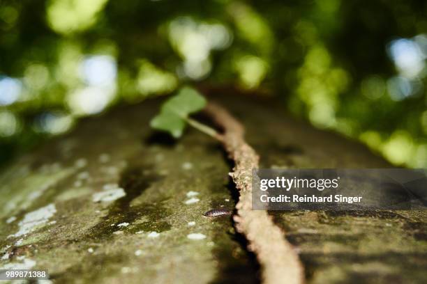 A Singer Insect Singer Forrest Photos and Premium High Res Pictures - Getty Images