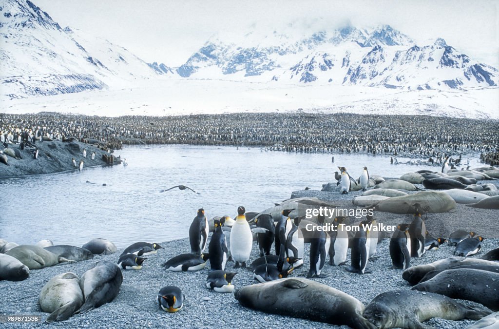 King Penguins, South Georgia Island, Antarctica