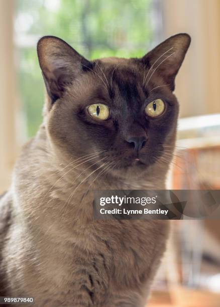 chocolate european burmese portrait 1 - burmese cat stock-fotos und bilder