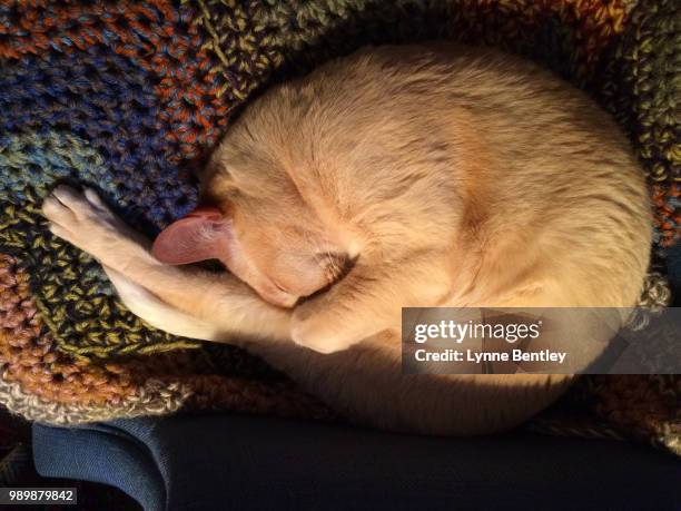 red european burmese cat curled - burmese cat stock-fotos und bilder