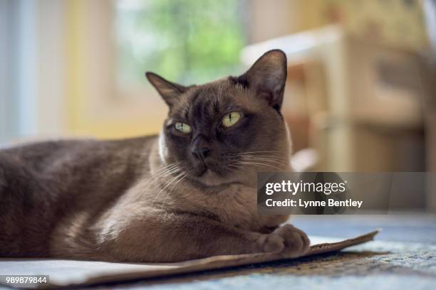 chocolate european burmese portrait 2 - burmese cat stock-fotos und bilder