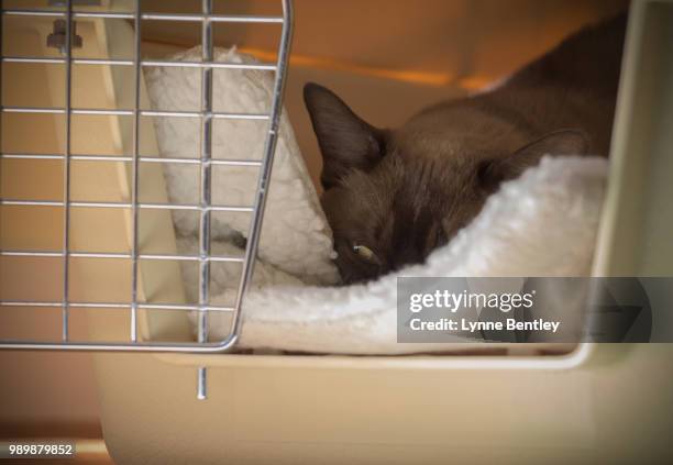 chocolate brown european burmese cat in a cage - burmese cat stock-fotos und bilder