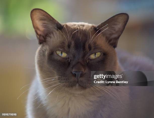 portrait of a chocolate brown european burmese cat - burmese cat fotografías e imágenes de stock