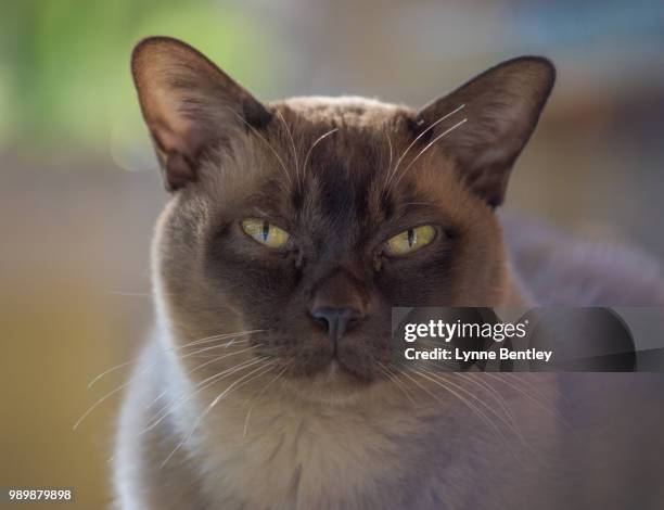 portrait of a chocolate brown european burmese cat - burmese cat 個照片及圖片檔