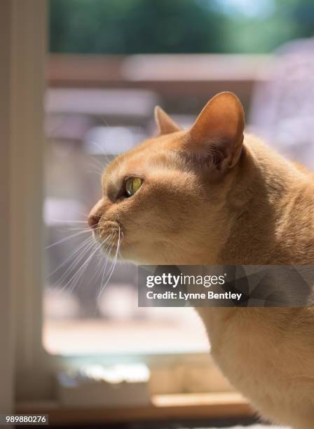 profile portrait of a red european burmese cat wit - burmese cat stock-fotos und bilder