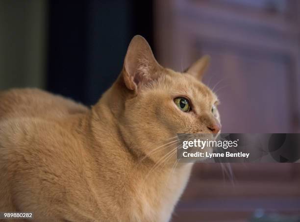 red european burmese cat with hyperpigmentation of - burmese cat stock-fotos und bilder