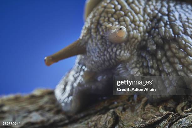 snail eye - essbare weinbergschnecke stock-fotos und bilder