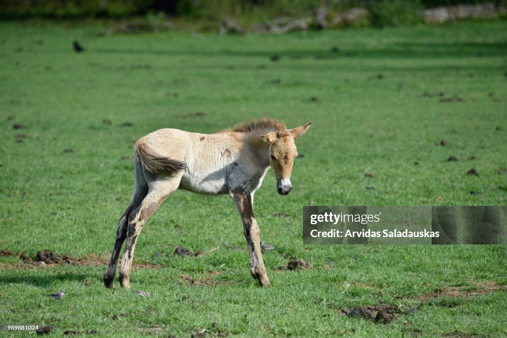 Przewalski-Fohlen auf Wiese.